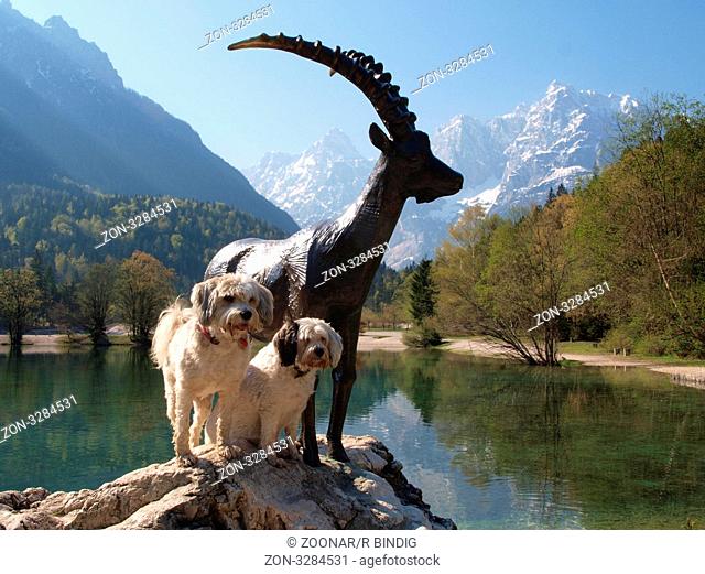 Statue des sagenhaften Alpensteinbocks Zlatorog in den julischen Alpen in Slowenien bei Kranjska Gora