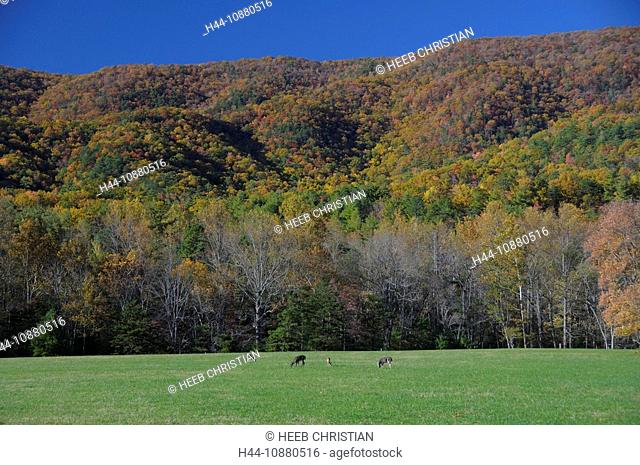 Deer, Cades Cove, Fall, colours, colors, Great Smoky Mountains National Park, Tennessee, USA