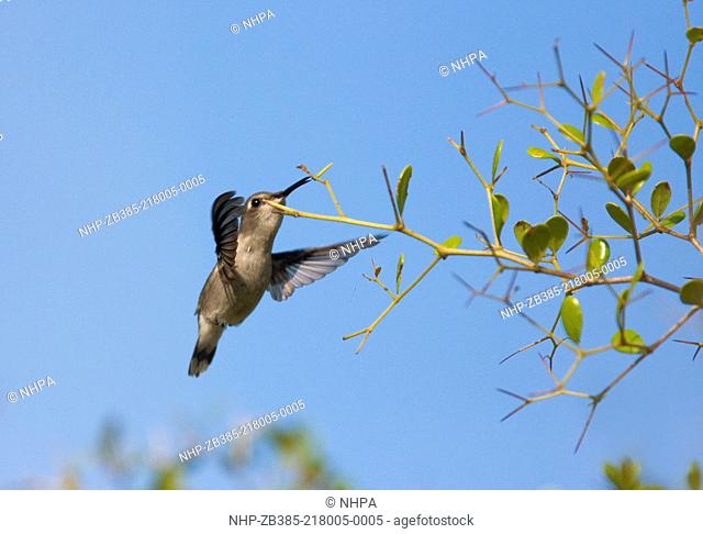 BEE HUMMINGBIRD (Mellisuga helenae) male feeding in flight, Cuba. Endemic species. Bee hummingbirds are the smallest birds in the world