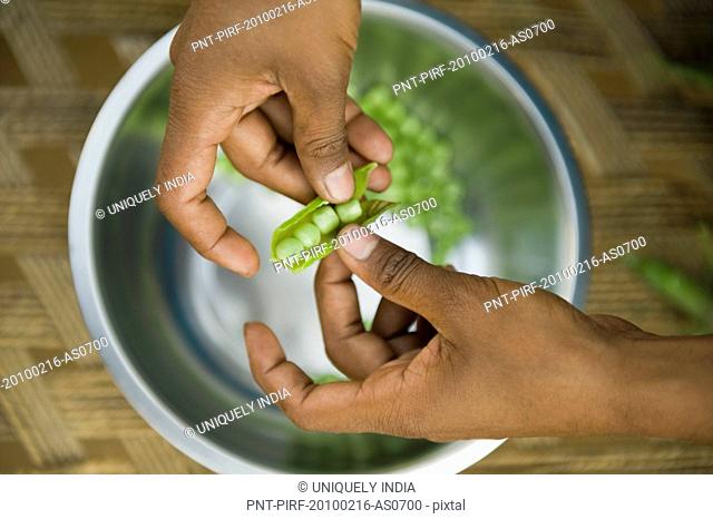 Close-up of a person's hands shelling green peas, Farrukh Nagar, Gurgaon, Haryana, India