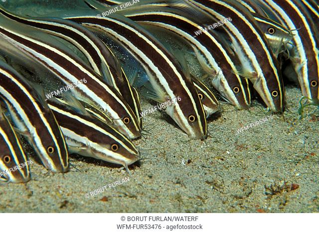 Striped Eel Catfish, Plotosus lineatus, Puerto Galera, Mindoro Island, Philippines