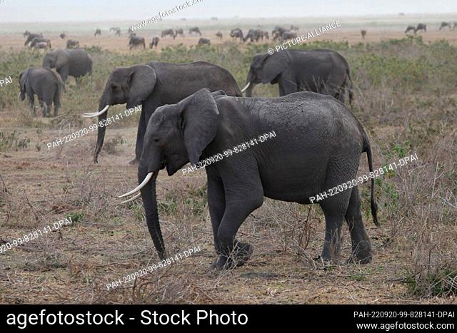 FILED - 23 August 2022, Kenya, Amboseli: Elephants walk at dawn through Amboseli National Park. A herd of wildebeest can be seen in the background