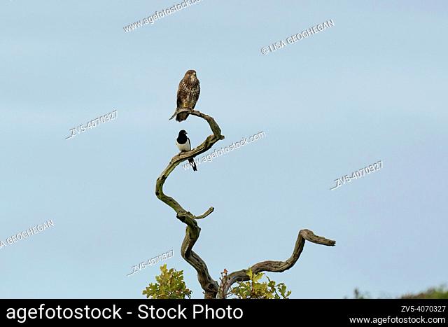 Buzzard- Buteo buteo and Magpie-Pica pica perched on a tree