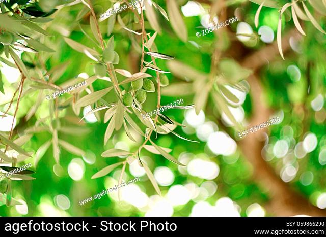 A close-up of green olive fruit on the branches of the tree among the foliage. High quality photo