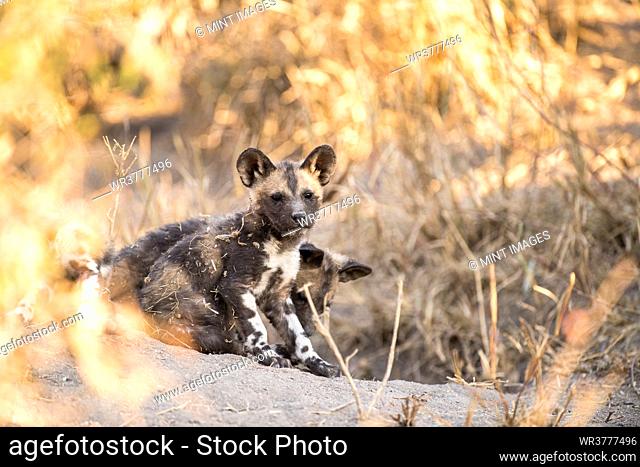 Wild dog pups, Lycaon pictus, wait at their den site at sunset