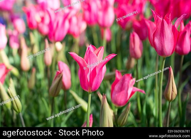 Fresh tulips of pink color in nature in spring time