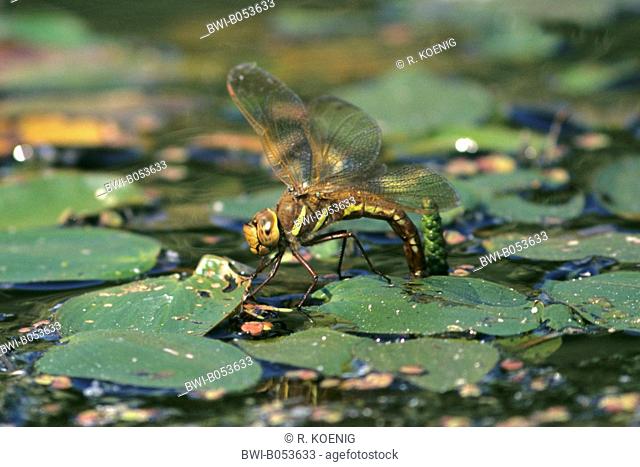 brown aeshna, brown hawker, great dragonfly (Aeshna grandis), lays eggs between pondweed, Germany