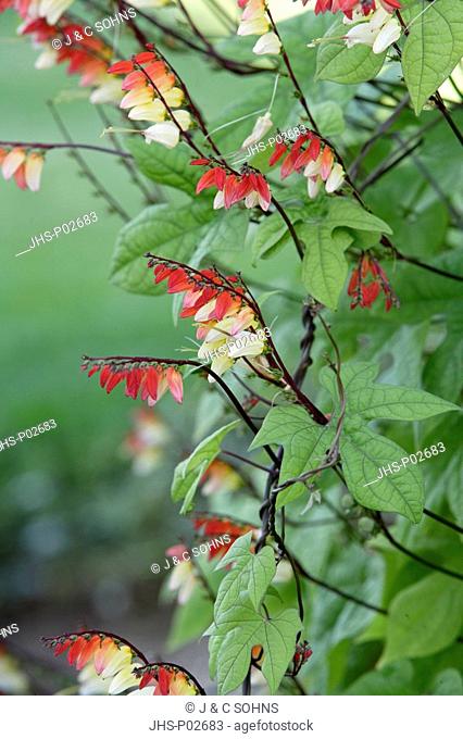 Firecracker vine, Quamoclit lobata, Germany, bloom