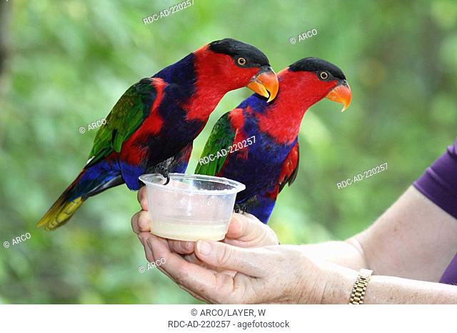 Black-capped Lories on human hand, Lorius lory