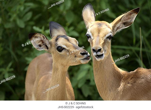 Impala, Aepyceros melampus, Kruger National Park, South Africa , Africa, youngs