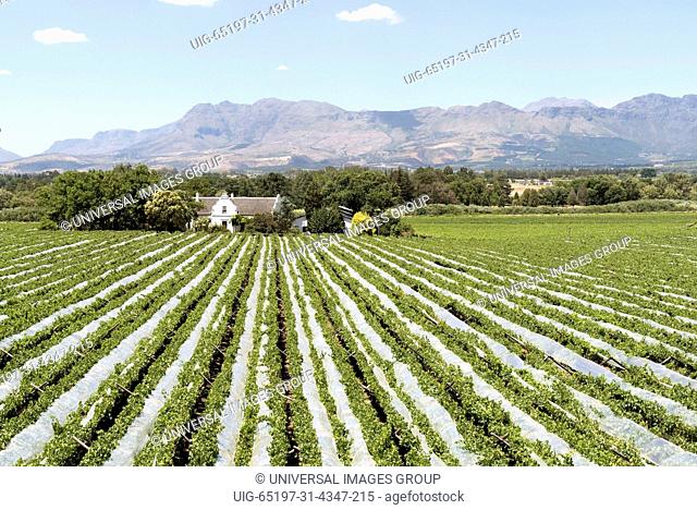 Paarl Western Cape South Africa, Vines covered in netting to protect the grapes from birds