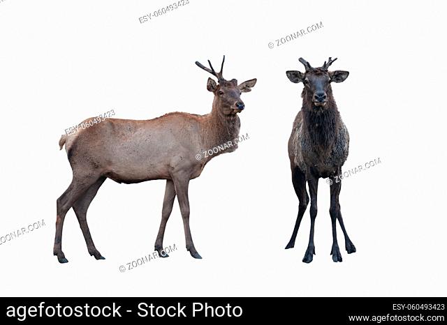 Two marals male and female isolated on a white background. Image with clipping path