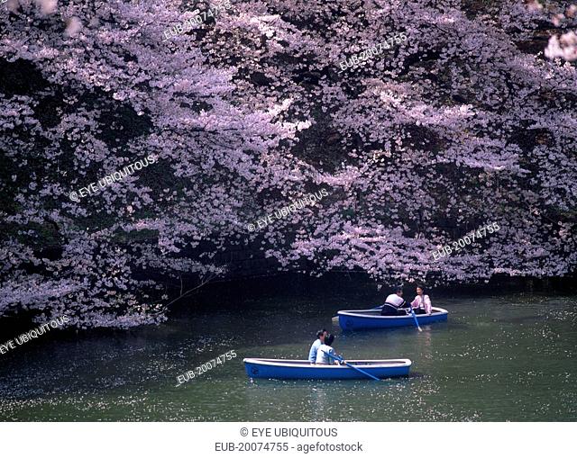 Chidorigafuchi Park. Imperial Palace. Boating lake with people on blue boats surrounded by overhanging pink Cherry Blossom trees