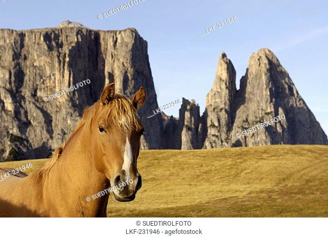 A horse on an alp in front of mountains, Alpe di Siusi, South Tyrol, Italy, Europe
