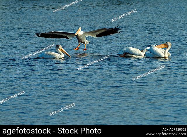 American white pelican (Pelecanus erythrorhynchos) on Lake of the Woods Nestor Falls Ontario Canada