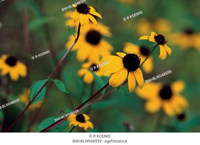 Branched coneflower, Brown-eyed susan Rudbeckia triloba, blooming