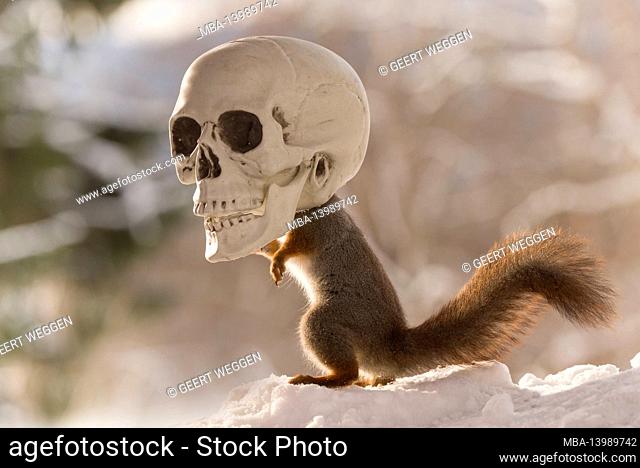 red squirrel is standing in an skull in snow