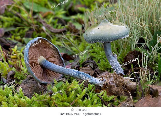 Blue Roundhead (Stropharia caerulea, Stropharia cyanea), fruiting bodies on mossy forest ground, Germany