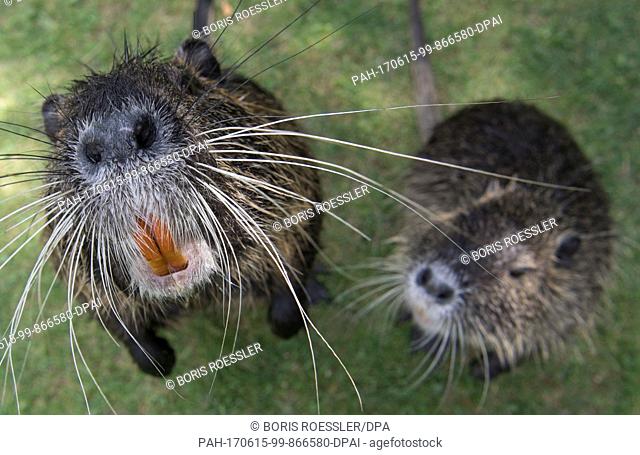 Nutrias venture near the camera at the river Nidda in Frankfurt am Main, Germany, 15 June 2017. The rabbit sized animals are often confused with biebers by...