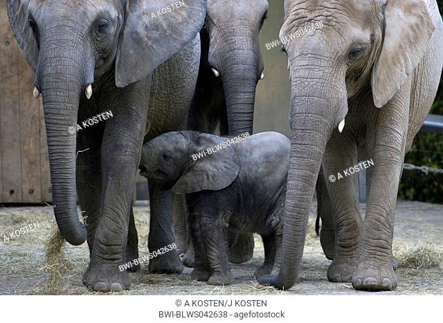Asiatic elephant, Asian elephant Elephas maximus, young with mother and aunts