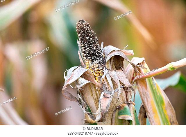 Close up of corn cob with disease on plant in field