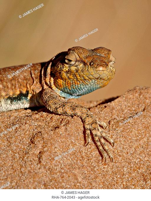 Colorado side-blotched lizard Uta stansburiana uniformis, Canyon Country, Utah, United States of America, North America