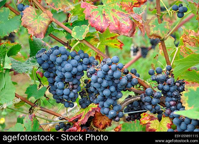Weintrauben, Weintraube, wein, blau, traube, trauben, weinstock, rebe, weinrebe, weinreben, rebstock, weinberg, obst, frucht, früchte, natur, landwirtschaft