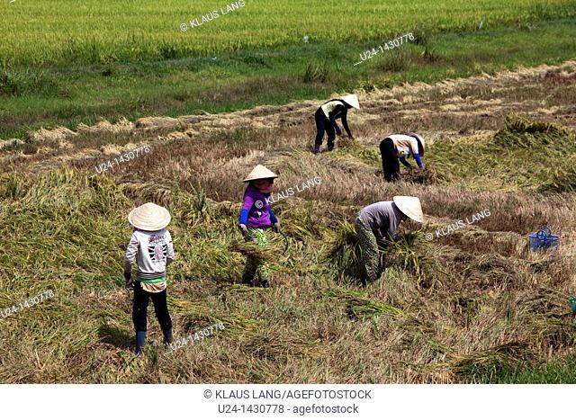 Rice Harvest, Mekong River Delta, Vietnam