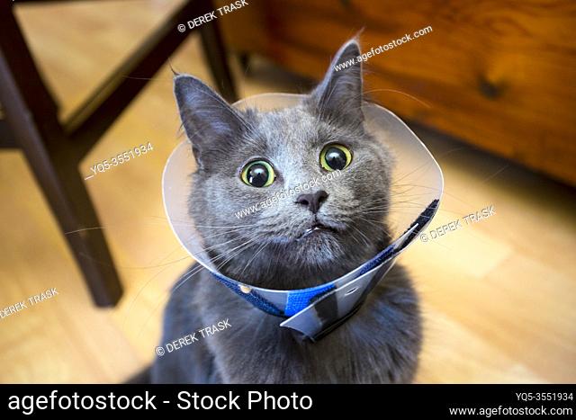 cat with protective plastic vetinary neck cone