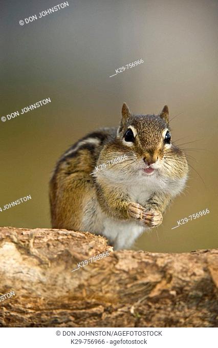 Eastern chipmunk Tamias striatus filling cheek pouches with seeds