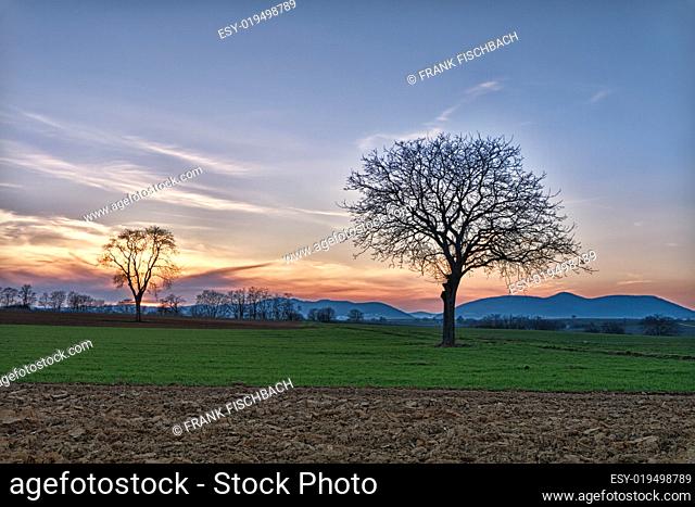 Field with Trees at dusk close to Steinweiler, Pfalz, Germany
