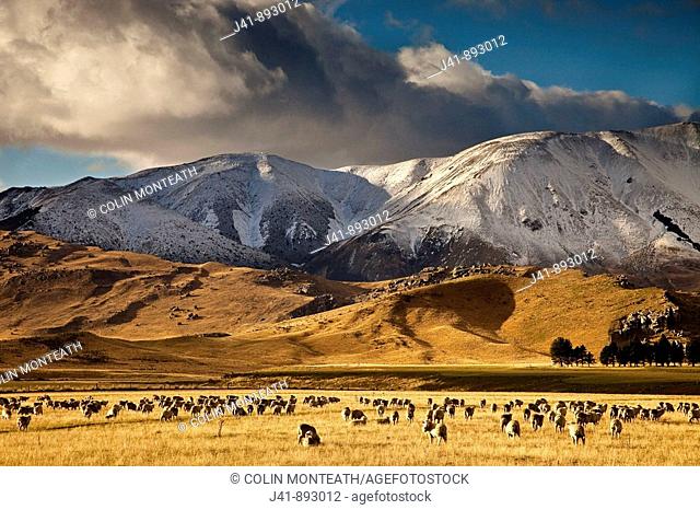 Sheep grazing near Flock Hill, Castle Hill Basin, early winter snow, Canterbury, New Zealand
