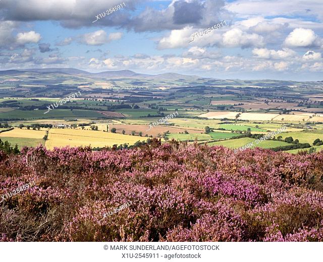 Heather Moorland in the Simonside Hills with Coquetdale and The Cheviots beyond near Rothbury Northumberland England