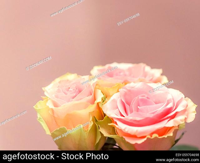 Beautiful pink roses. Perfect for background greeting card and invitations of the wedding, birthday, Valentine's Day, Mother's Day