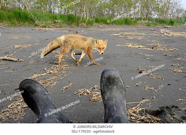 Red Fox (Vulpes vulpes). Many foxes in Kronotsky Zapovednik aren't afraid of people and come right up to them. Kamchatka, Russia