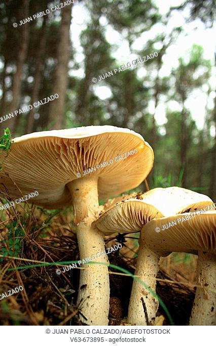 Mushrooms in pine forest, Font-Roja Natural Park. Comunidad Valenciana, Spain