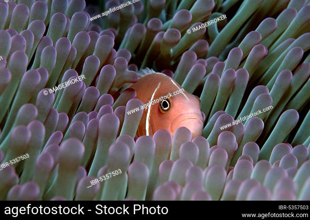 Pink Anemonefish, Collar Anemonefish (Amphiprion perideraion), False Whiteback Clownfish, Whiteback Clownfish, False Skunk-striped Anemonefish, Other animals
