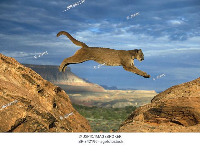 Cougar or Puma (Puma concolor), adult leaping between rocks, Utah, USA, North America