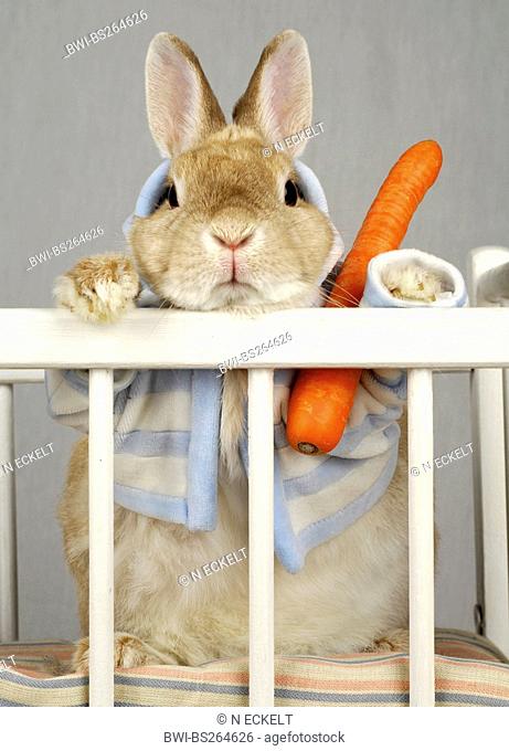 domestic rabbit Oryctolagus cuniculus f. domestica, young rabbit in a playpen with bedtime candy