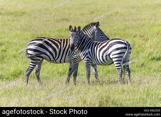 Zebra, Equus quagga, two animal, Masai Mara National Reserve, Kenya, Africa
