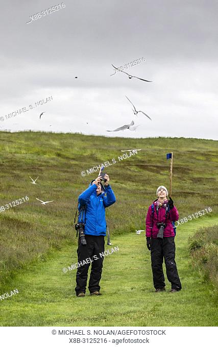 Tourists being dive-bombed by Arctic terns, Sterna paradisaea, at nesting time, Vigur Island, Iceland