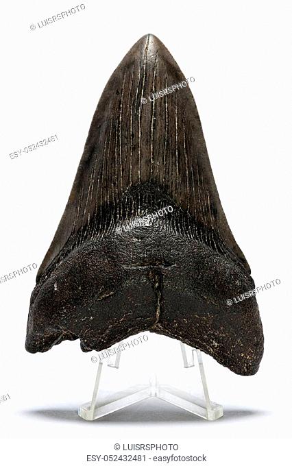 Fossilized megalodon shark tooth on a white background