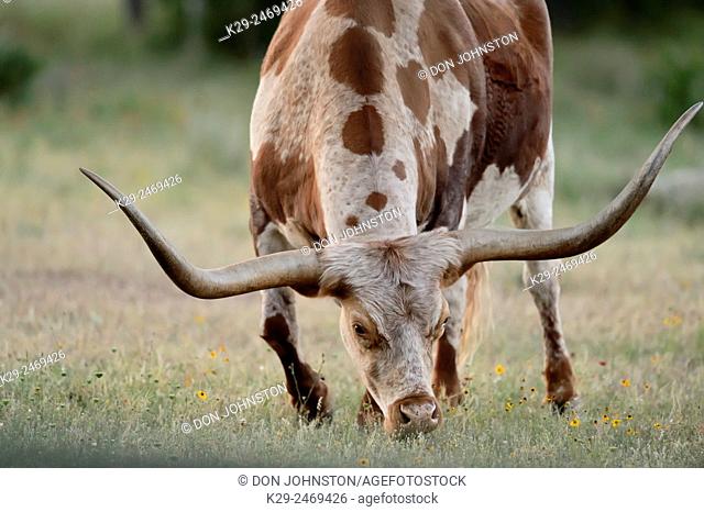 Texas longhorn bull, near Round Mountain, Texas, USA