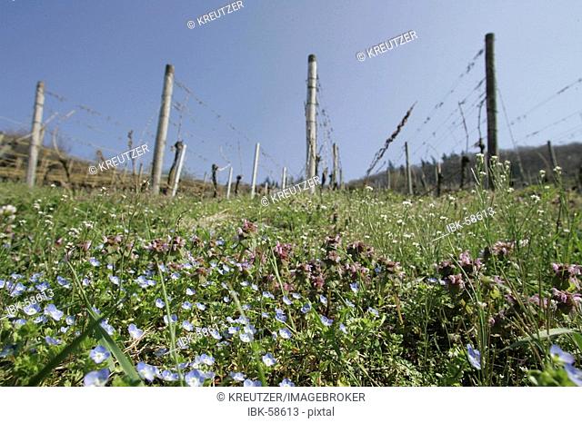 03.04.2005, DEU, ecological vineyard at the Bergstrasse near Heidelberg, Schriesheim