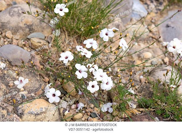 White flax (Linum tenuifolium) is a prennial herb native to Mediterranean Basin. This photo was taken in Montserrat Mountain, Barcelona province, Catalonia