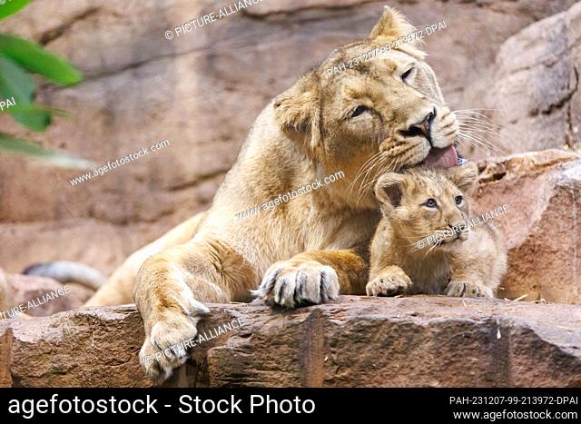 07 December 2023, Bavaria, Nuremberg: Lioness Aarany lies in the enclosure with one of her cubs (Indica or Jadoo) at Nuremberg Zoo