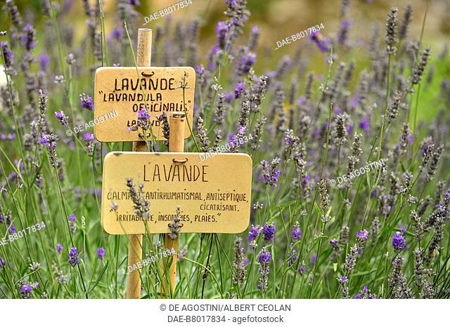 Lavender (Lavandula officinalis), garden of Daoulas Abbey, Brittany, France