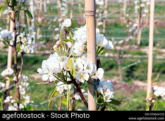 Apple orchard garden in springtime with rows of trees with blossom