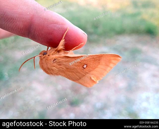 orange shaggy large butterfly of the dipper family Pyrrharctia isabella