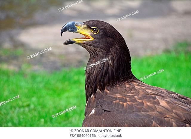 Close up profile portrait of one Golden eagle (Aquila chrysaetos) looking at camera over green and grey background, low angle side view